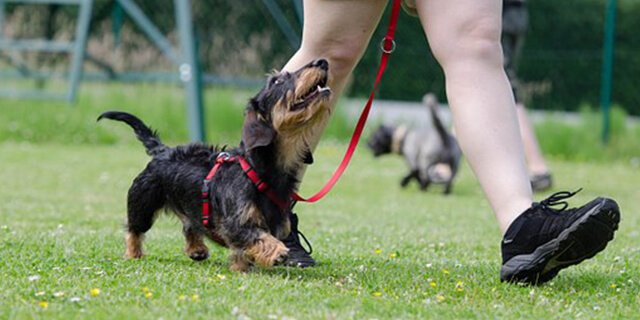 idade ideal para treinar meu cão-2