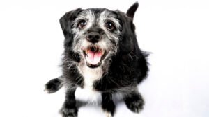 idade ideal para treinar meu cão