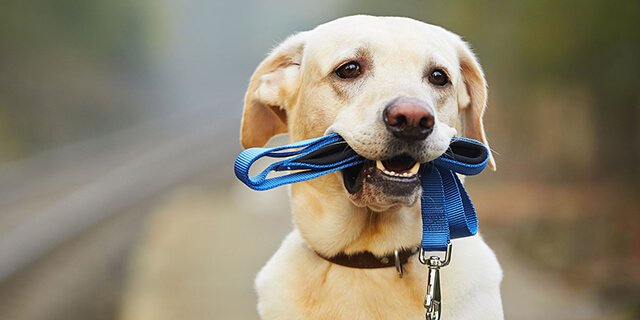 Como educar seu pet da maneira ideal-2
