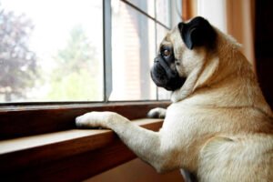 Seu cão vai ficar sozinho e ele precisa saber disso