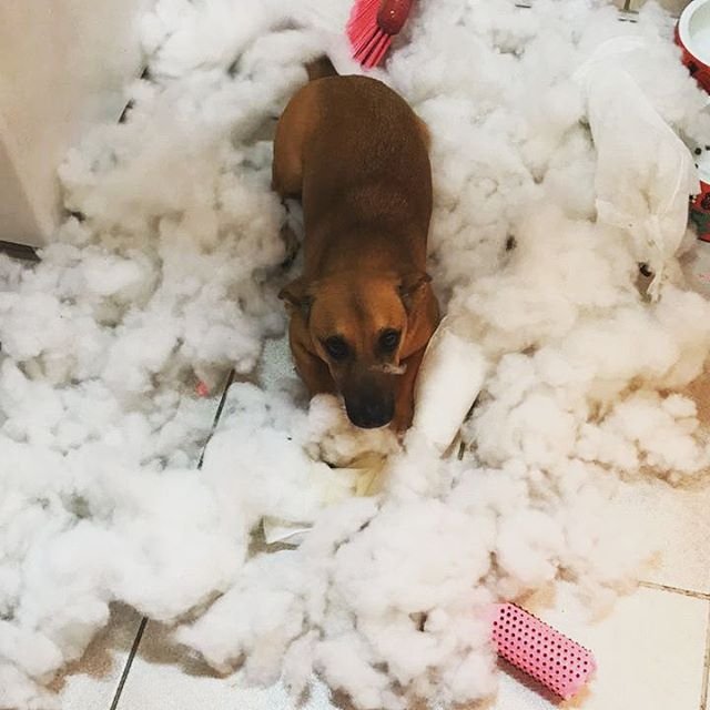cachorro destruindo as coisas