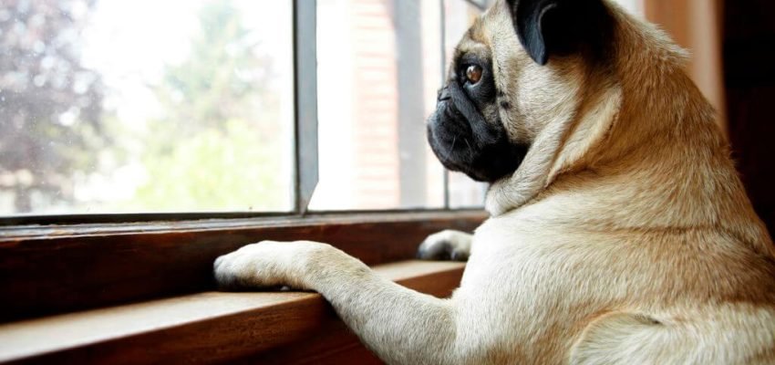 Seu cão vai ficar sozinho e ele precisa saber disso