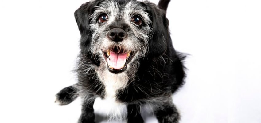 idade ideal para treinar meu cão